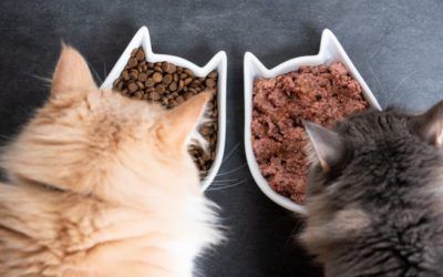 Top 3 Reasons NOT to Read Cat Food Ingredient Lists