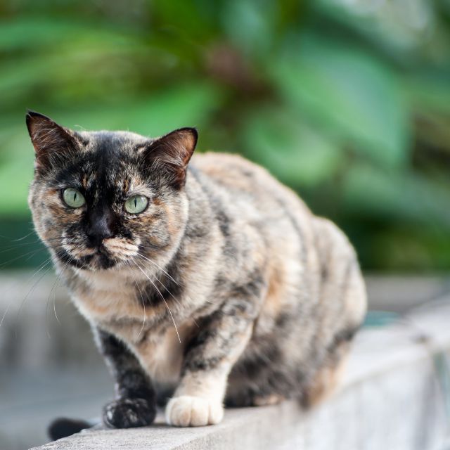 Old Calico cat